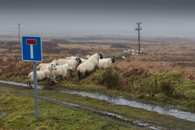 Sheep on grass against sky