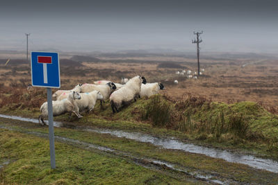 Passing sheeps