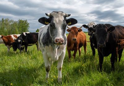 Cows standing in field