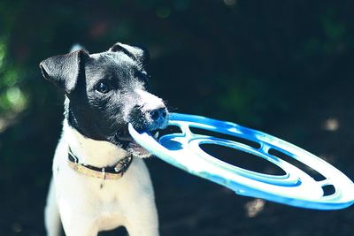 Close-up of dog holding plastic disc against blurred background