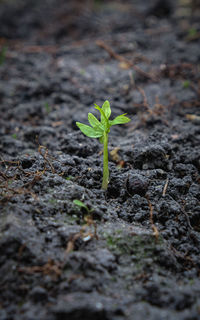 Close-up of small plant growing on field