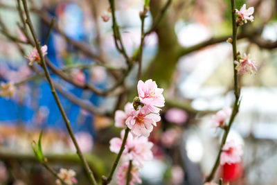 Close-up of pink flowers blooming on tree