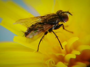 Close-up of housefly on yellow flower