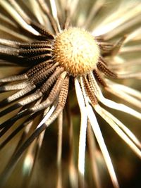 Close-up of dandelion flower