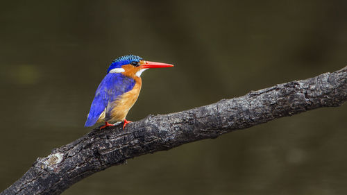 Close-up of bird perching on branch