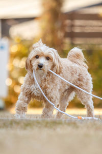 Close-up of a dog on field