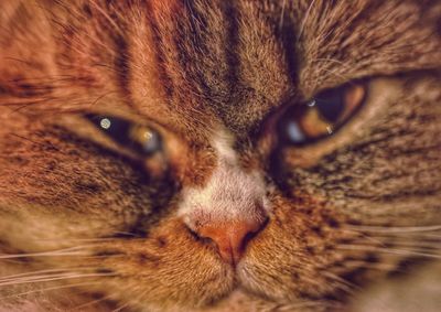 Close-up portrait of a cat