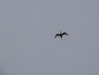 Low angle view of bird flying in sky