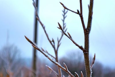 Close-up of frozen plant against sky