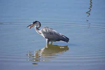 Side view of a bird in a water