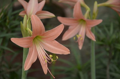 Close-up of flowering plant