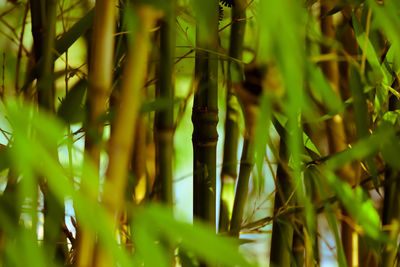 Close-up of green plants