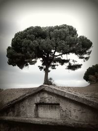 Trees against sky