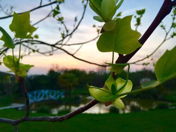 Close-up of lotus growing on plant against sky