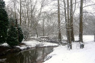 Snow covered trees in forest