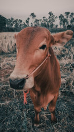 Close-up of cow standing on field