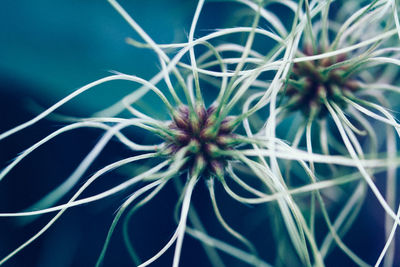 Close-up view of flower