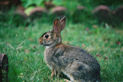 Close-up of rabbit on field
