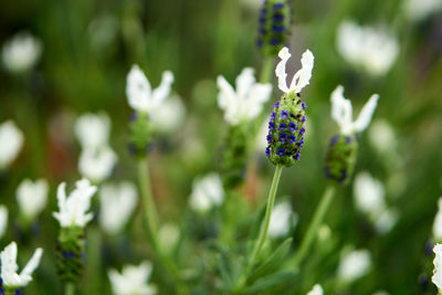 Close-up of purple flowering plant