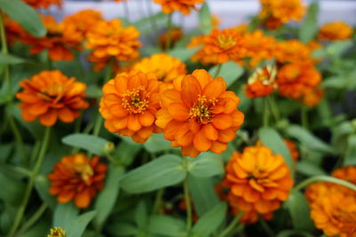 Close-up of orange flowers blooming outdoors