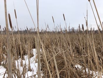Close-up of stalks on field against sky