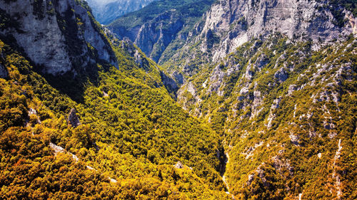 High angle view of pine trees in forest