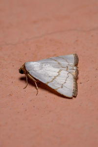 Close-up of grasshopper on sand