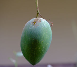 Close-up of fruits hanging on tree