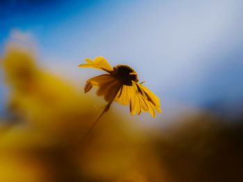 Low angle view of yellow coneflower blooming against sky