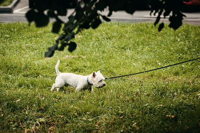 White dog lying down on land
