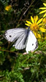 Close-up of butterfly perching on flower