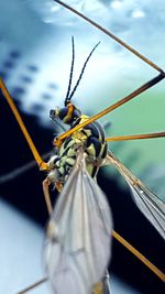 Close-up of insect