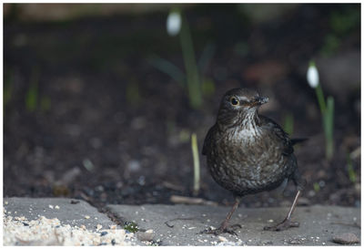 Close-up of bird perching on a field
