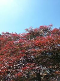 Low angle view of trees against clear sky