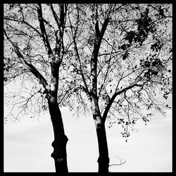 Low angle view of bare trees against sky