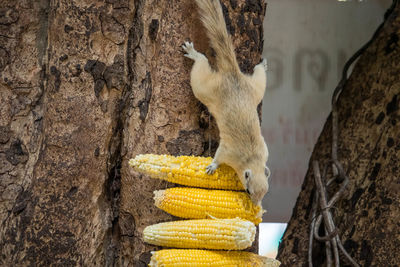 Close-up of squirrel on tree trunk