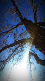 Low angle view of bare trees against sky