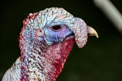 Close-up of a bird