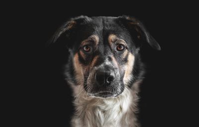 Close-up portrait of a dog over black background