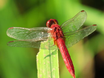 Close-up of dragonfly on leaf