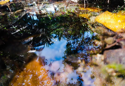 Close-up of wet plants during rainy season