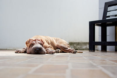 Chinese shar-pei sleeping on floor 