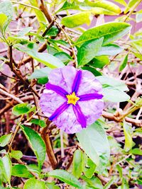 Close-up of purple flowers