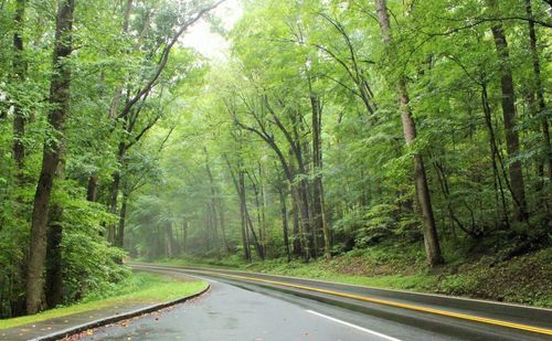 Road in forest