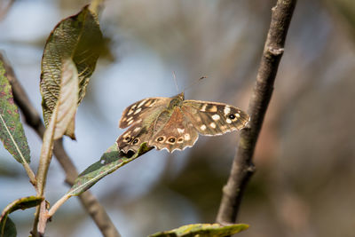 Close-up of butterfly perching on leaf