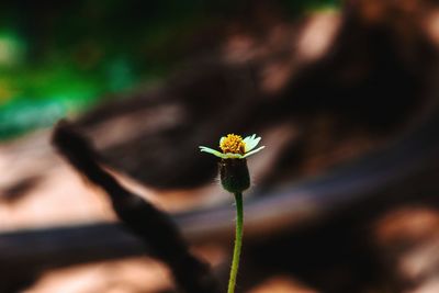 Close-up of flowering plant