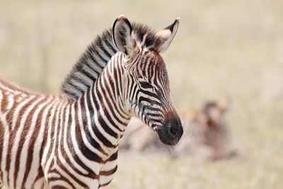 Close-up of zebras on field