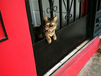 Cat sitting on window sill