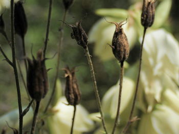 Close-up of dry flower buds