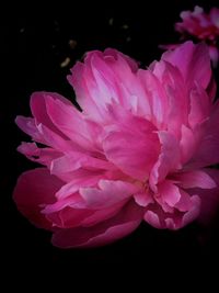 Close-up of pink flowers